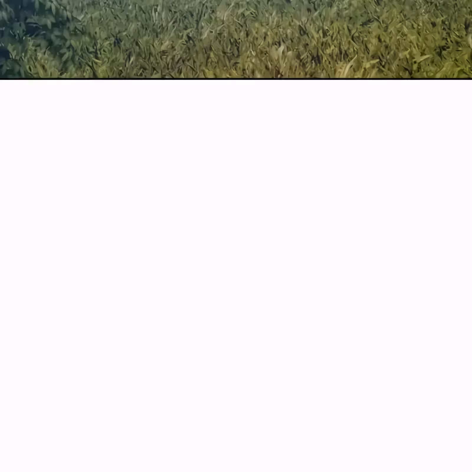 Página do Capítulo 56